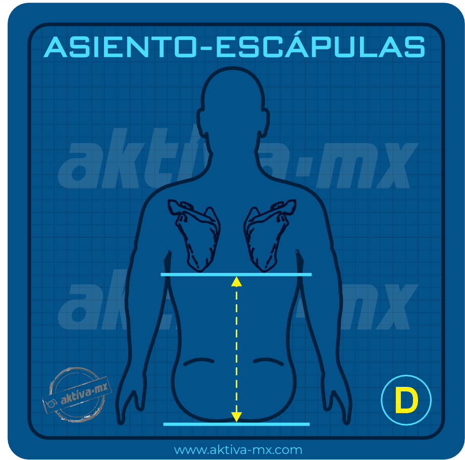 d asiento a escápulas